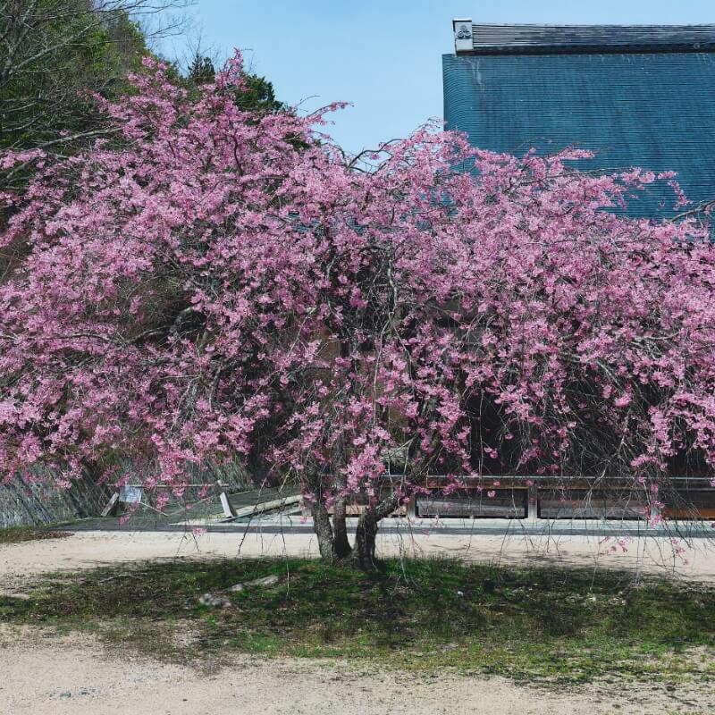 お花見
