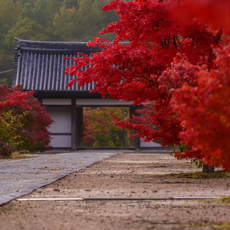 紅葉狩り