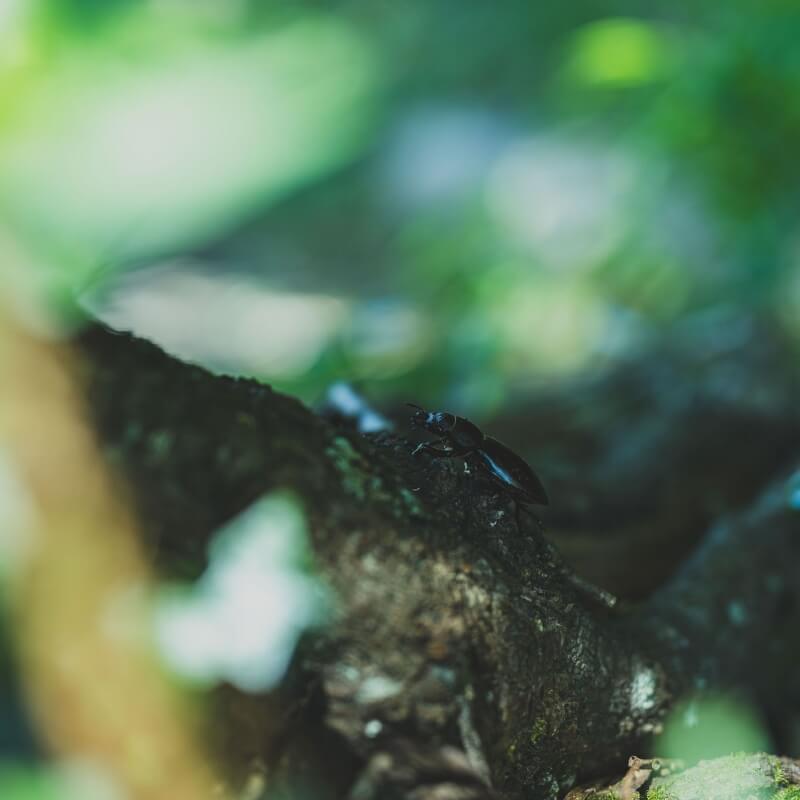 カブトムシ採り