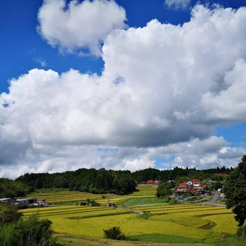 棚田めぐり