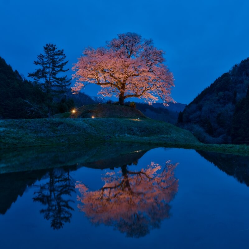 お花見