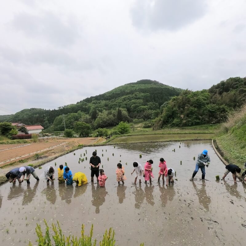 田植え体験